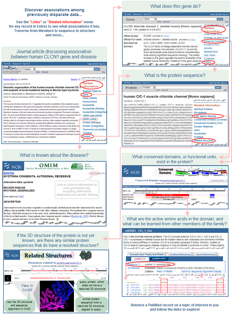 Example of data integration in Entrez through its Links feature.  Starting with a single record in any Entrez database, you can use the Links menu to traverse to related data in other Entrez databases.  This can facilitate biological discovery through identifying associations among previously disparate data.