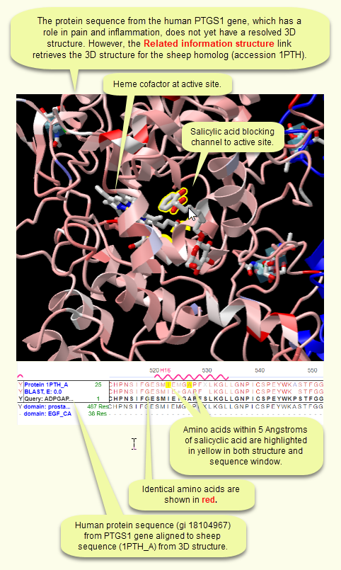 Image depicting alignment of a query protein sequence to a similar sequence that has a resolved 3D structure, viewed in the free Cn3D software program.  Cn3D allows you to interactively view sequence-structure relationships.  Click on the image to view step by step instructions on how to do this.