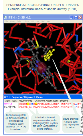 Image depicting the sequence-structure-function relationships that can be revealed by 3-dimensional macromolecular structures. A query protein sequence from human (NP_000953) is aligned to a homologous sheep sequence that has a resolved 3D structure (1PTH), which reveals the inferred structural basis of aspirin activity. Click on the image to view step by step instructions on how to generate this view using the free Cn3D software program.