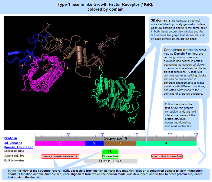 3D structure of type-1 insulin-like growth-factor receptor (IGF-1R), viewed in the free Cn3D structure viewing program and colored by domain.