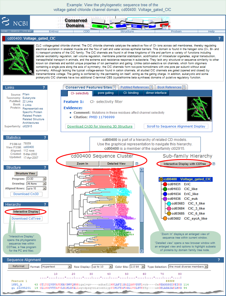 Illustration showing how to view the phylogenetic sequence tree of a conserved domain model, using the voltage gated chloride channel domain (cd00400) as an example.