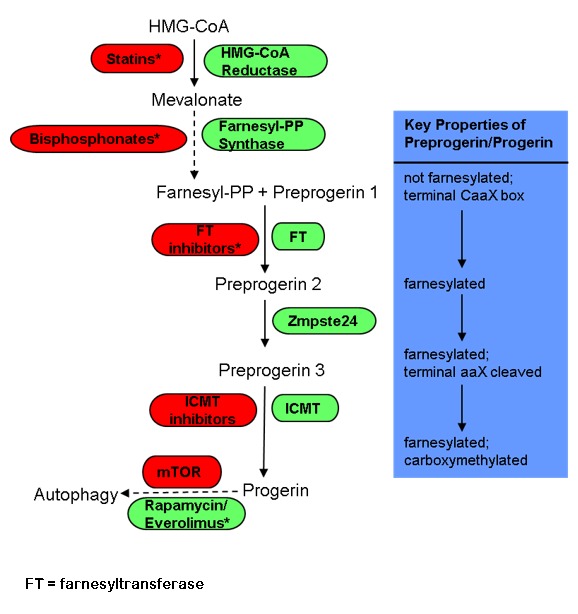 Figure 2. . Post-translational processing and medications currently or previously under investigation in clinical treatment trials for HGPS.