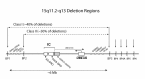 Figure 2. . Schematic drawing of chromosome region 15q11.