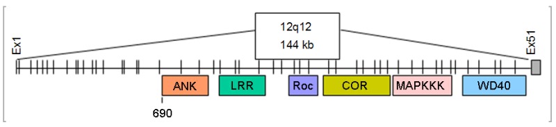 Figure 1. . Schematic representation of the 144-kb LRRK2 loci on chromosome 12q12.