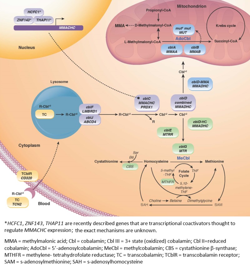 Figure 1. . Intracellular metabolism of cobalamin.