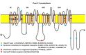 Figure 1. . Cav 1.