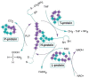 Figure 2. . Metabolism of glycine by glycine cleavage enzyme.