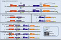 Figure 1. . Map of the BWS locus on 11p15.