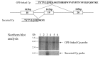 Figure 3. . The secreted and GPI-anchored forms of ceruloplasmin generated by alternative splicing.