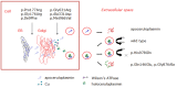 Figure 4. . Ceruloplasmin (Cp) biosynthesis.