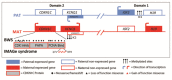 Figure 1. . The chromosome 11p15.