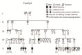 Figure 2. . Pedigree of a family demonstrating autosomal dominant maternally imprinted inheritance of IMAGe syndrome.