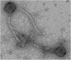 Figure 1. . Electron micrograph of induced Siphoviridae prophage (ΦFL1A) from a clinical isolate of E.