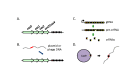 Figure 3. . A generalized model of a Type II CRISPR-Cas defense system.