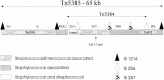 Figure 2. . Graphic depiction of the structure of Tn5385.