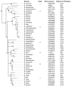 Figure 2. . Dendrogram of the genus Enterococcus.