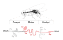 Figure 5. . Schematic diagram of the enterococcal colonization of Drosophila GI tract.