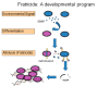 Figure 1: . Model of fratricide mediated lysis in E.