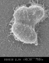 Figure 2: . Early biofilm growth of E.