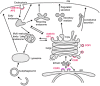 Figure 1. Membrane trafficking pathways in the endomembrane system.