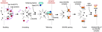 Figure 2. General mechanisms of membrane budding and fusion.