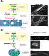 Figure 3. Endocytosis and secretion assays.