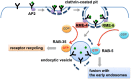 Figure 4. Priming of fusion and recycling at the clathrin-coated pit.