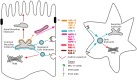 Figure 5. Cargo recycling through endocytic pathways in polarized intestinal cells and non-polarized cells.