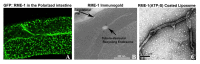 Figure 6. RME-1 is a membrane bending protein required for recycling endosome function.