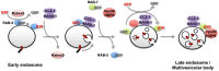 Figure 7. SAND-1 promotes RAB-5 to RAB-7 conversion during endosome maturation.