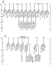 Figure 2. Hermaphrodite and male P lineages.