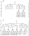 Figure 3. Hermaphrodite and male M lineages.