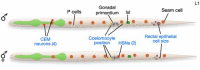 Figure 4. Male and hermaphrodite L1 larvae.