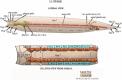 Figure 6. Organization of the hypodermis in a newly hatched L1.