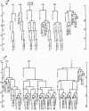 Figure 7. Hermaphrodite and male H, V and T lineages.