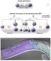 Figure 8. Development of the hermaphrodite somatic gonad.