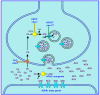 Figure 1. Cholinergic enzymes and transporters.