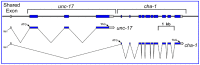 Figure 3. The unc-17 - cha-1 locus.