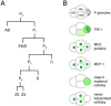 Figure 1. The early embryonic lineage and summary of the distributions of various factors in 4-cell embryos.