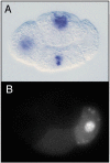 Figure 2. Distributions of embryonically transcribed RNA and PIE-1 in 4-cell embryos.