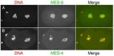 Figure 3. Distributions of the MES proteins in 2-cell embryos.