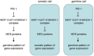 Figure 4. A model to explain the genetic interactions between MEP-1, PIE-1, and the MES proteins.