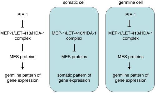 Figure 4. A model to explain the genetic interactions between MEP-1, PIE-1, and the MES proteins.