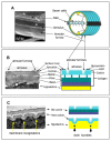 Figure 1. The organization and structure of the C. elegans cuticle.