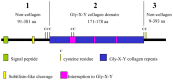 Figure 2. Schematic representation of a typical cuticle collagen.