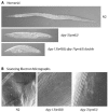 Figure 3. Cuticle collagen mutants and phenotypes.