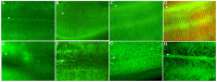 Figure 4. Localization of cuticle collagens.