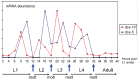 Figure 5. Developmental timing of collagen expression.