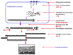 Figure 6. Model of cuticle collagen biogenesis.