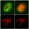 Figure 7. Subcellular localization of SEC-23 and PDI-2 in C. elegans.